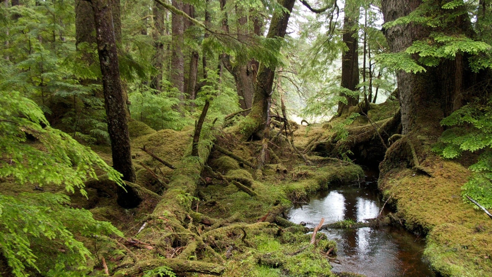 Moss-buried deadfall and a small stream under spruce and hemlock at Windy Bay, Gwaii Haanas.