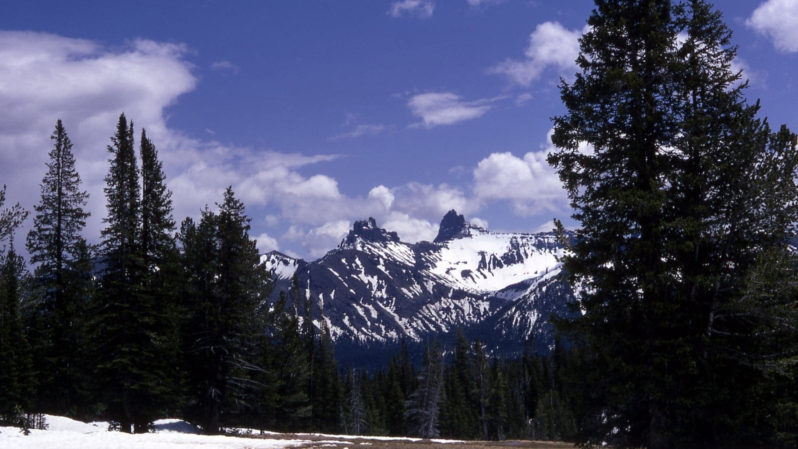 Spruce and fir with lingering snow below the snow-streaked Pilot and Index Peaks, Absaroka Range, Wyoming.