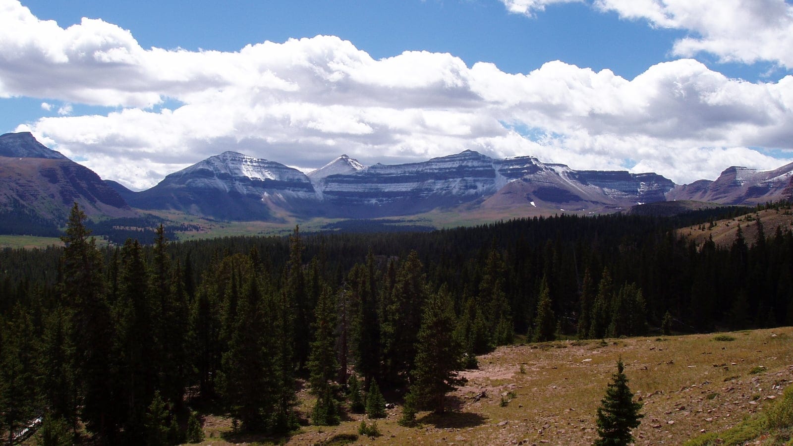 Spruce and fir forest below the snow-streaked wall of Kings Peak, Uinta Mountains, Utah.