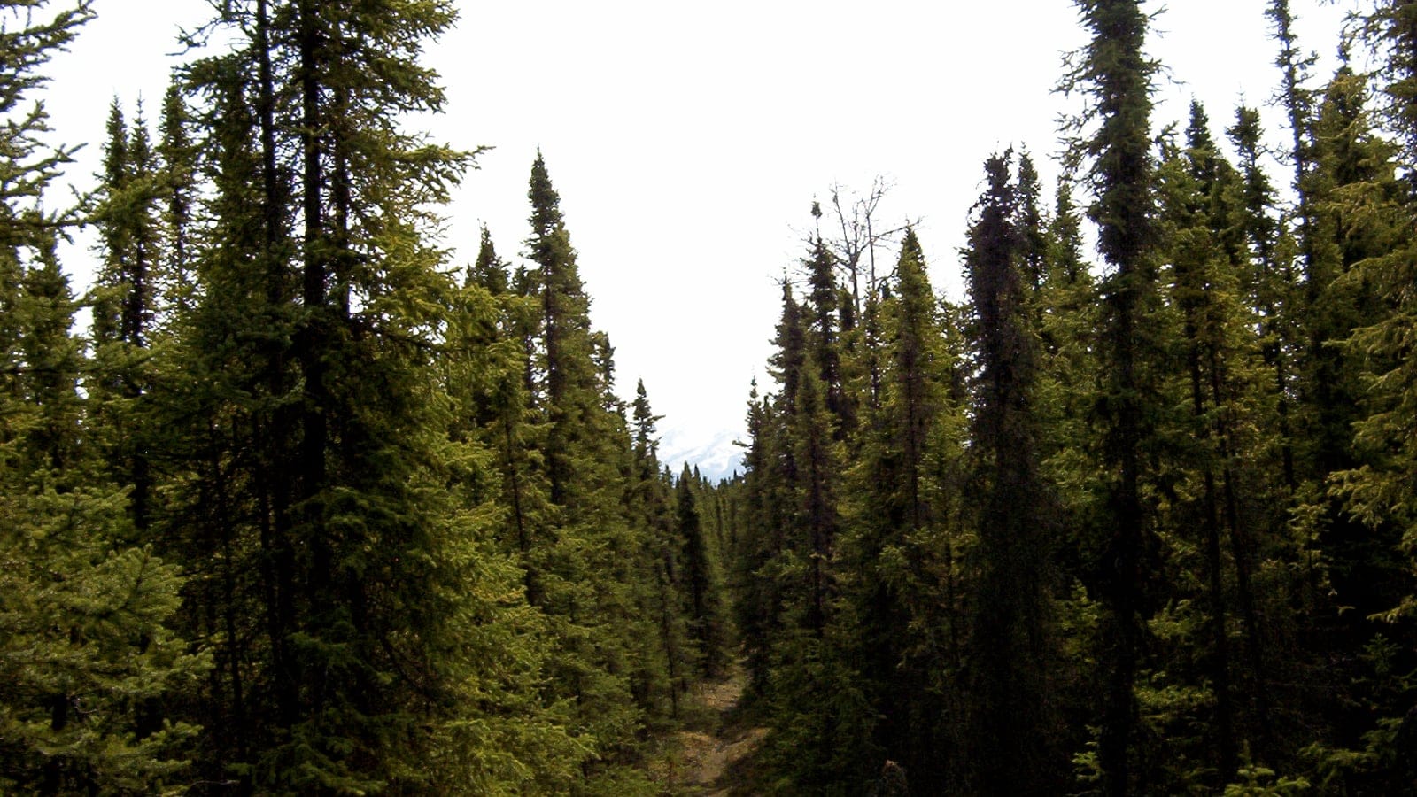 Wooded taiga along the Seven Lakes trail in Kenai National Wildlife Refuge, Alaska.