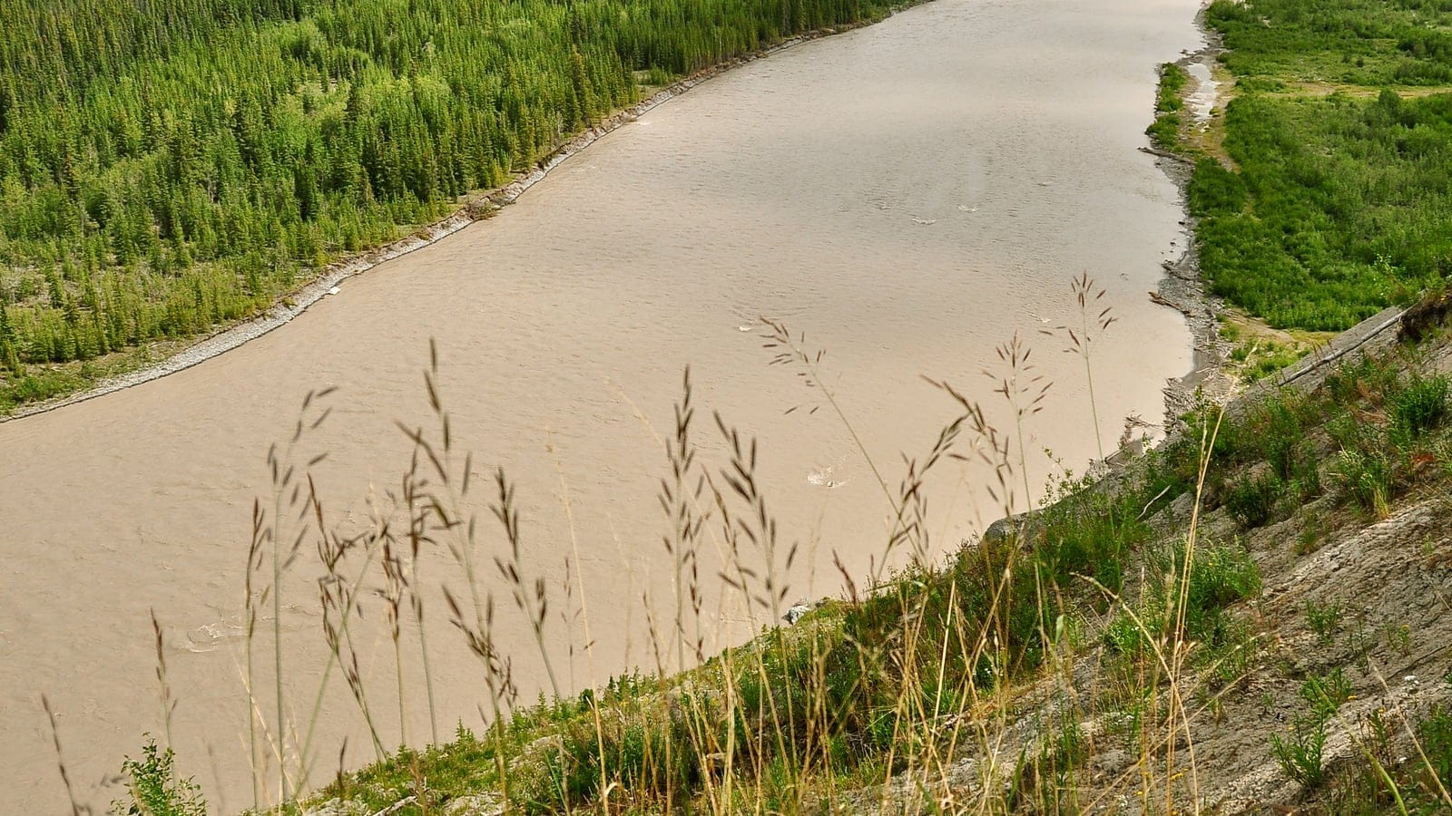 Silt-laden Copper River curving past white spruce taiga and willow thickets, Alaska.