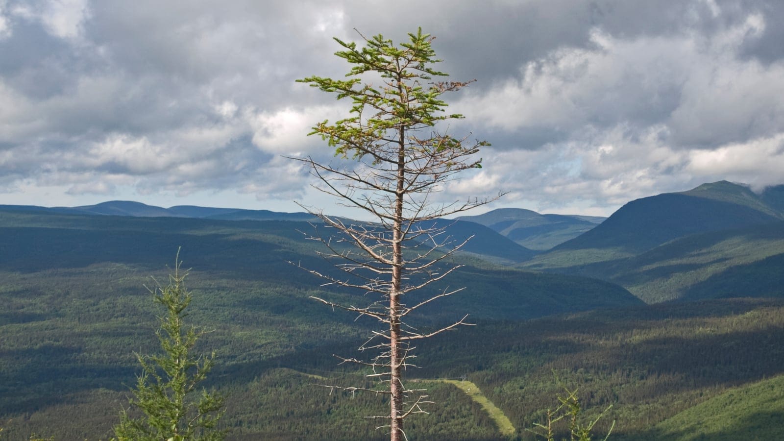 Panoramic view of the forested McGerrigle mountain range seen from Mont Olivine in Parc national de la Gaspésie, Quebec, with rounded boreal-clad peaks under daytime skies.