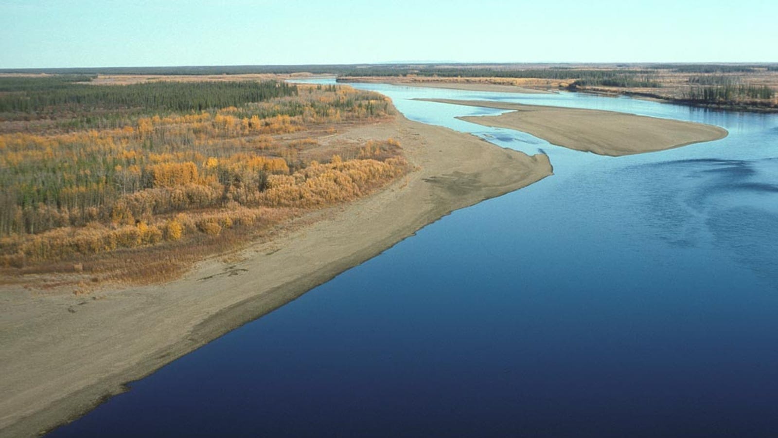 Autumn riparian forest and spruce taiga along the Porcupine River, Alaska.