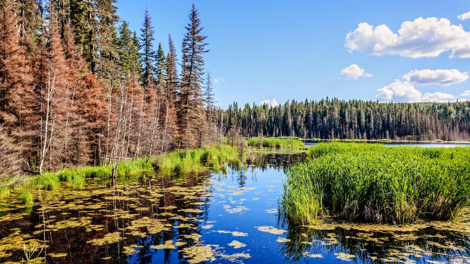 Spruce forest and sedge around a boreal pond at Waskesiu Lake, Saskatchewan.