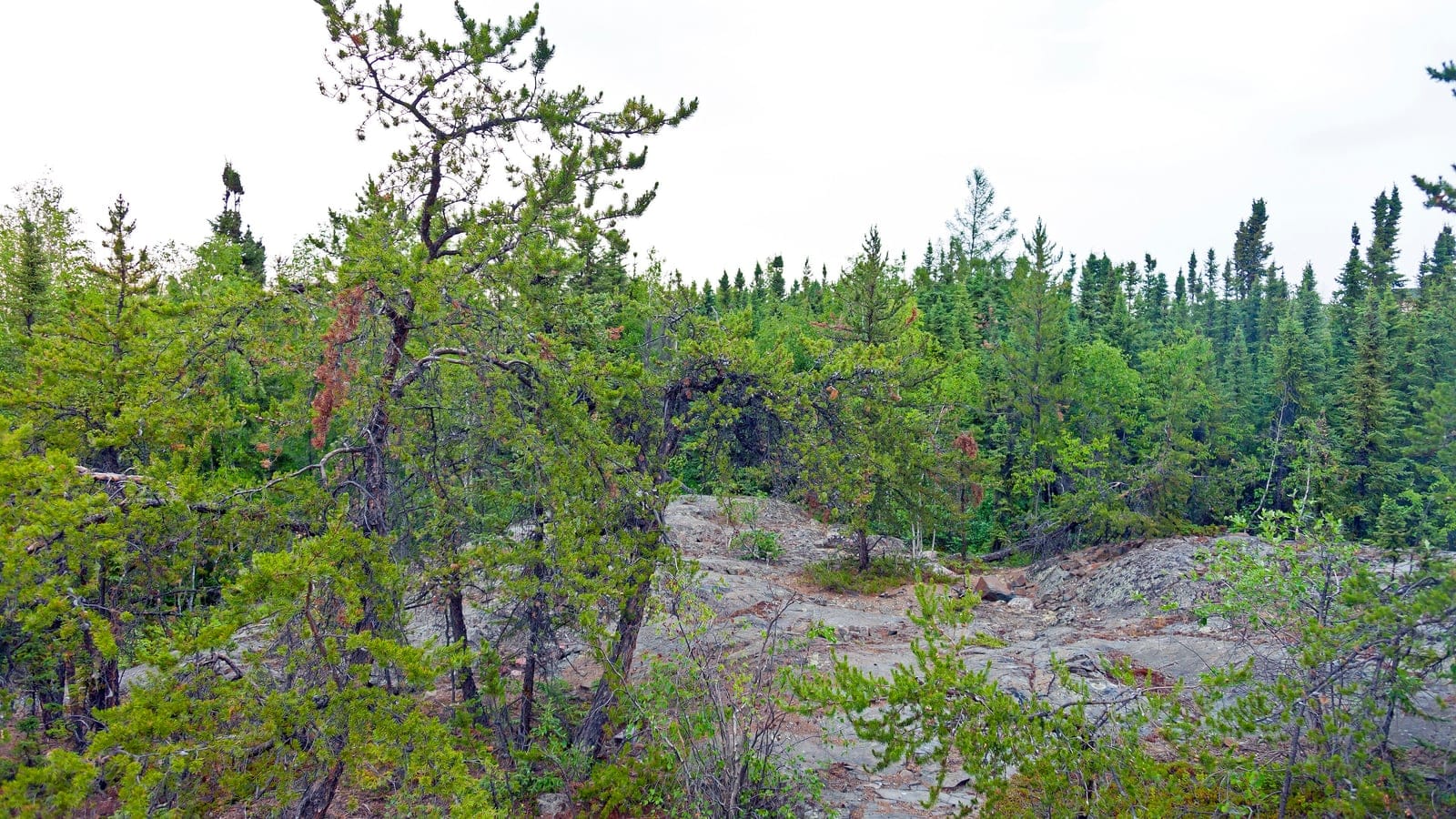 Abetos y pinos dispersos sobre la roca madre expuesta del Escudo cerca de Yellowknife, Territorios del Noroeste.