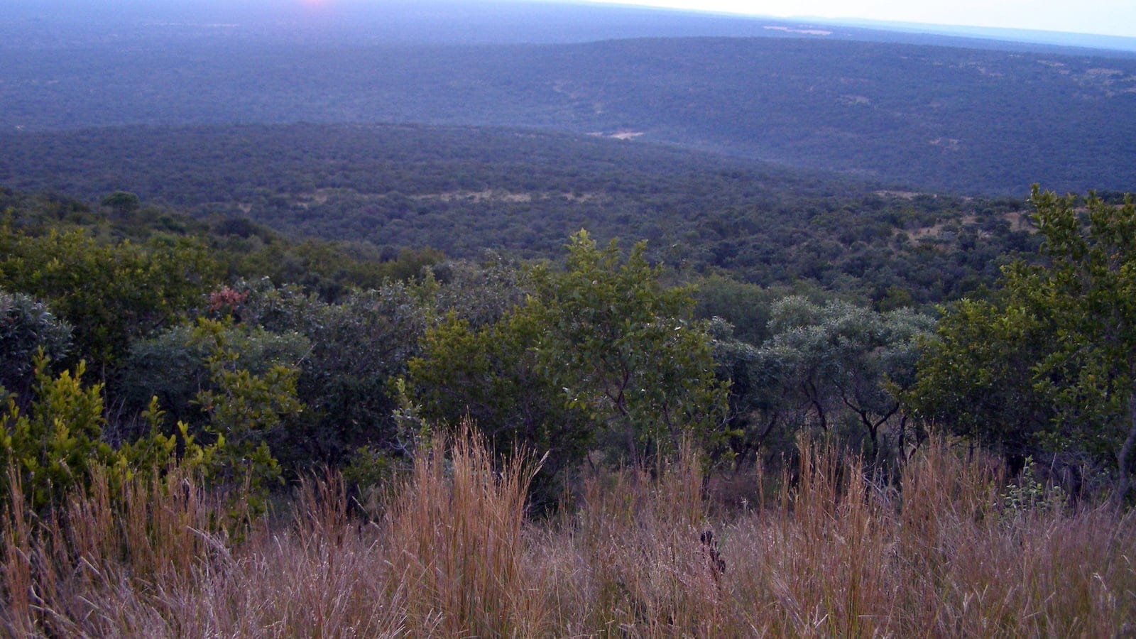 Central bushveld woodland with scattered trees and dry grassland in the Waterberg region.