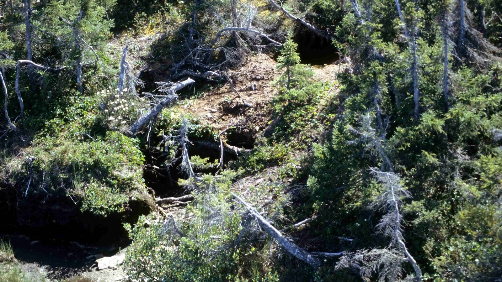 Den holes in an eroded peat bank among stunted spruce and fallen grey trunks, Wapusk National Park, Manitoba.