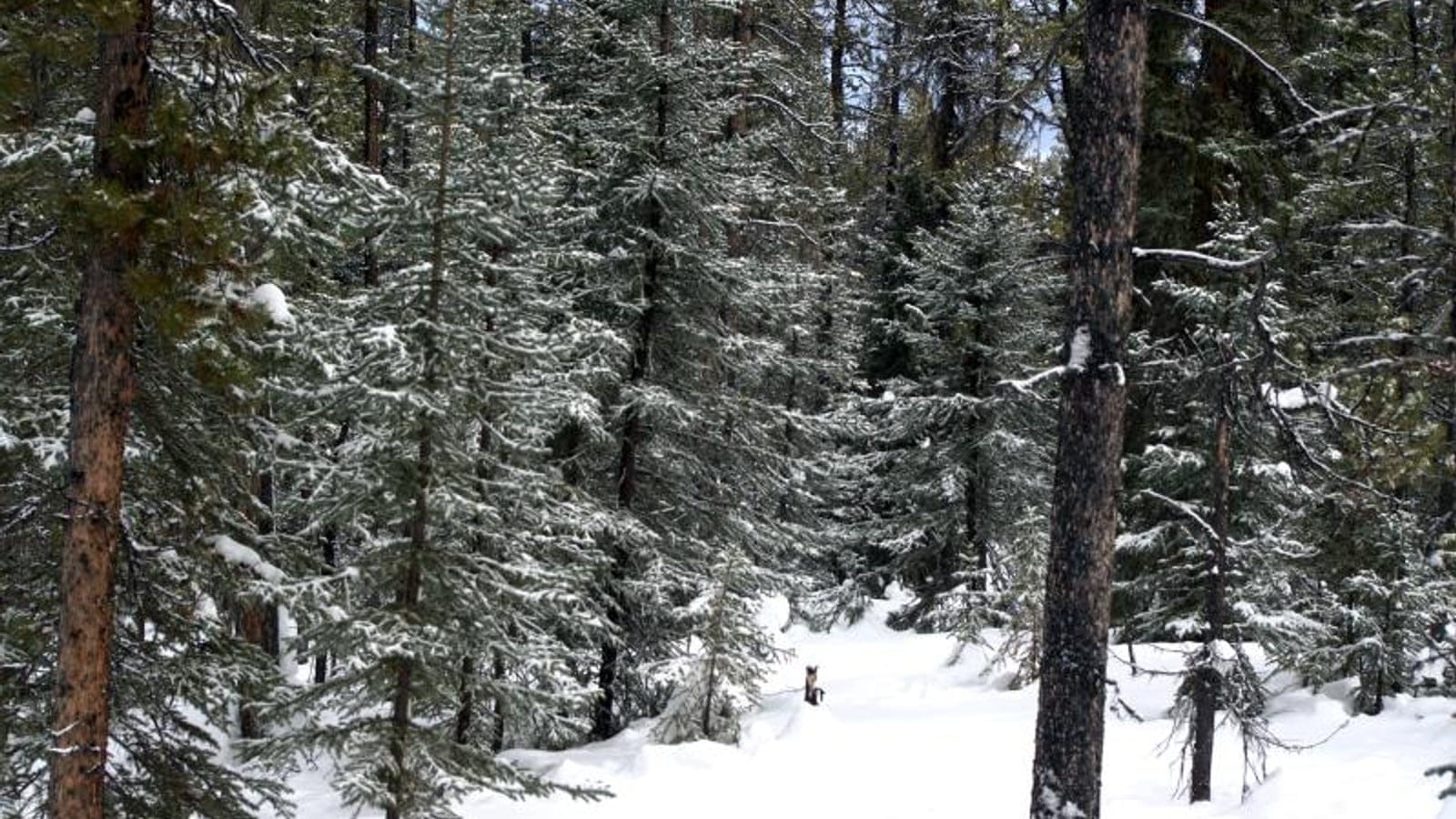 Snow-laden spruce and furrowed pine trunks in boreal forest near Watson Lake, Yukon.
