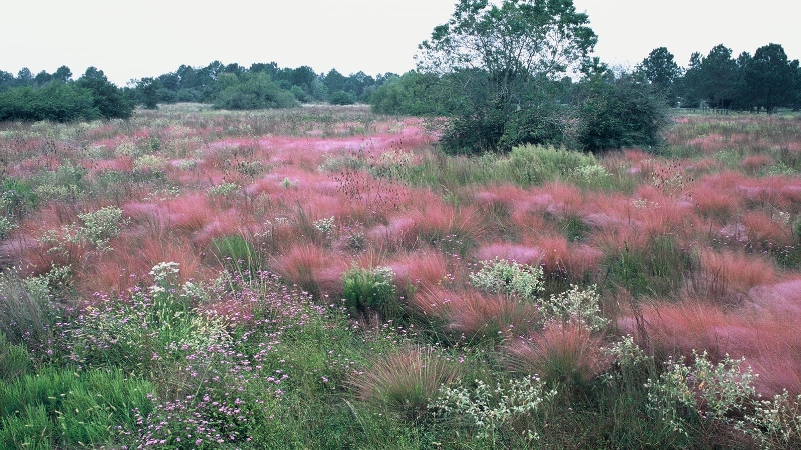 Pink muhly grass in full seed with asters and white-flowered forbs across Williams Prairie Preserve, Texas.