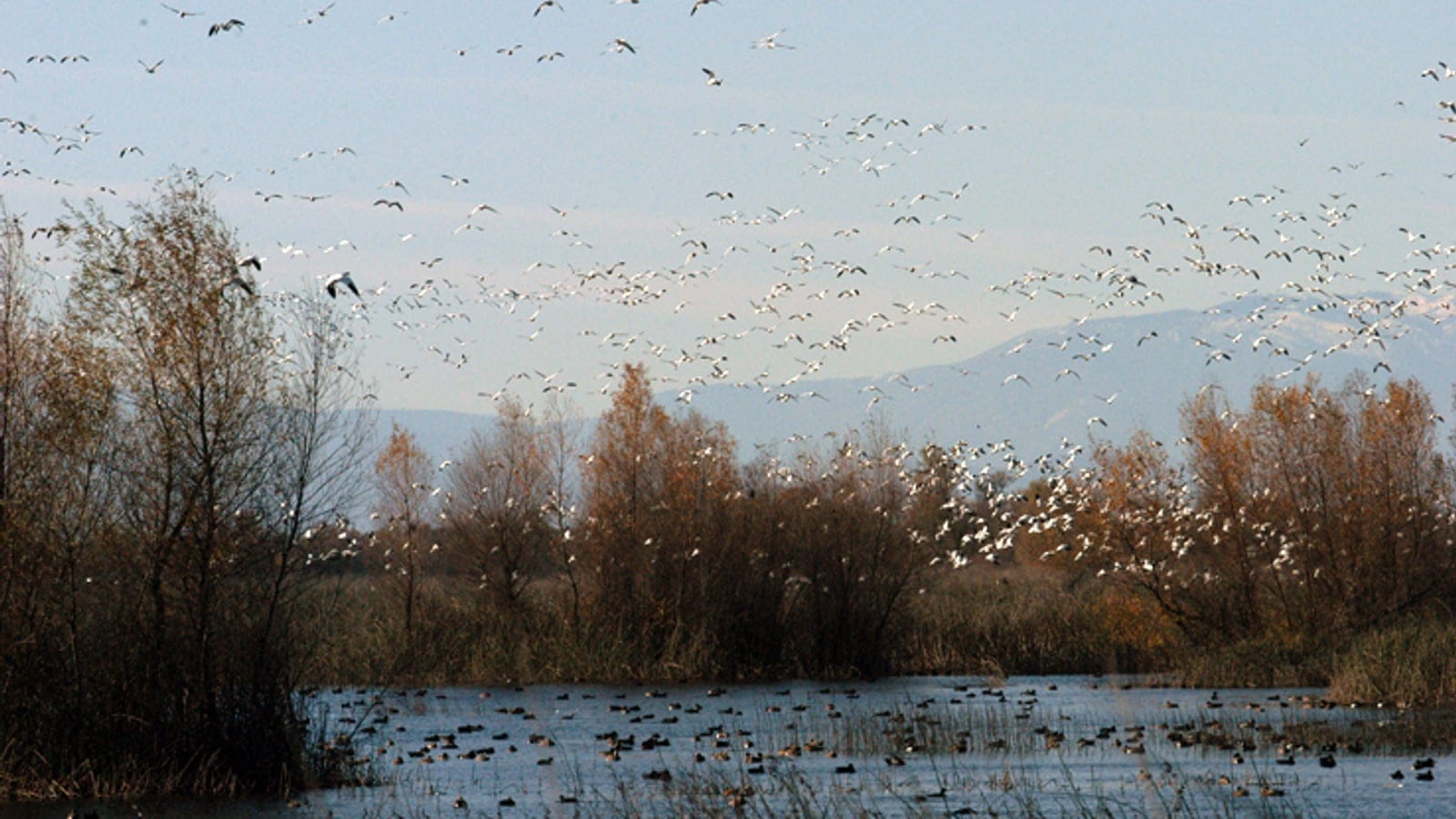Wintering snow geese and ducks over a flooded Central Valley wetland, California.