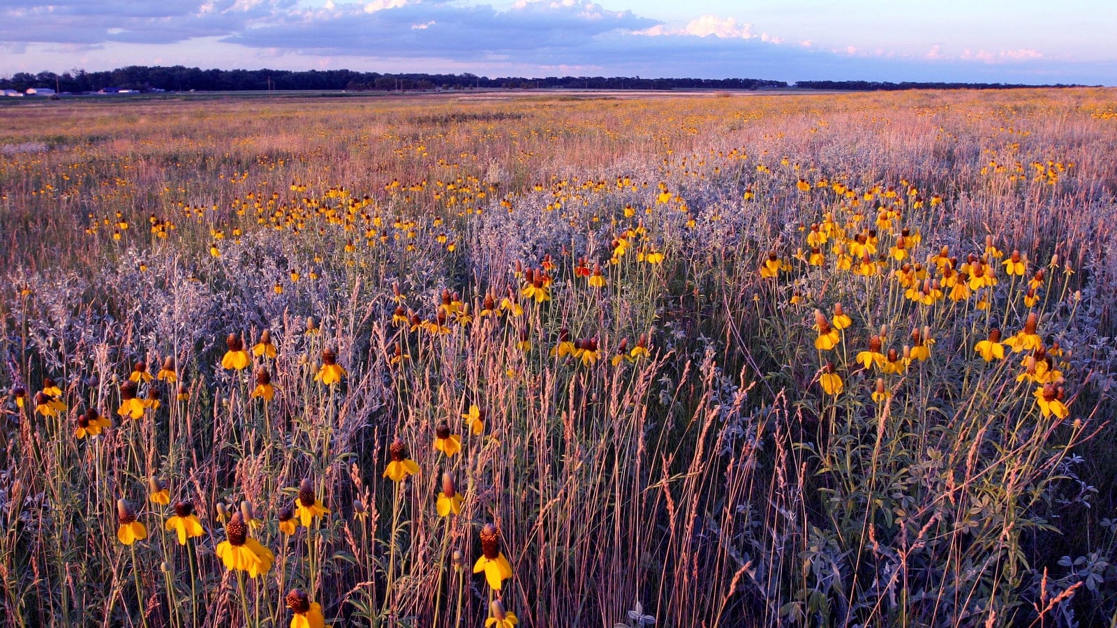 Prairie coneflower and bunchgrass at dusk in J. Clark Salyer National Wildlife Refuge, North Dakota.