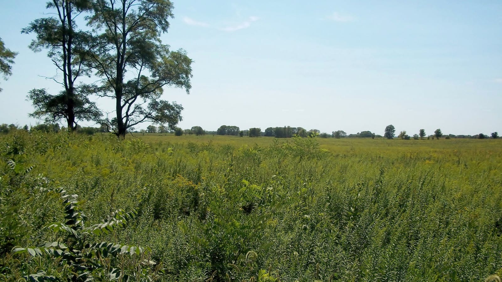 Prairie and woodland edge at Midewin National Tallgrass Prairie in the central United States.