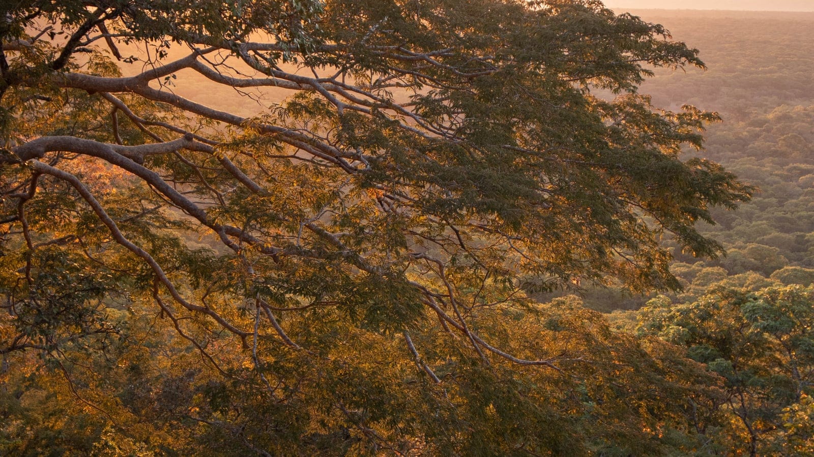 Miombo woodland canopy in North Swaka Forest Reserve in Zambia.