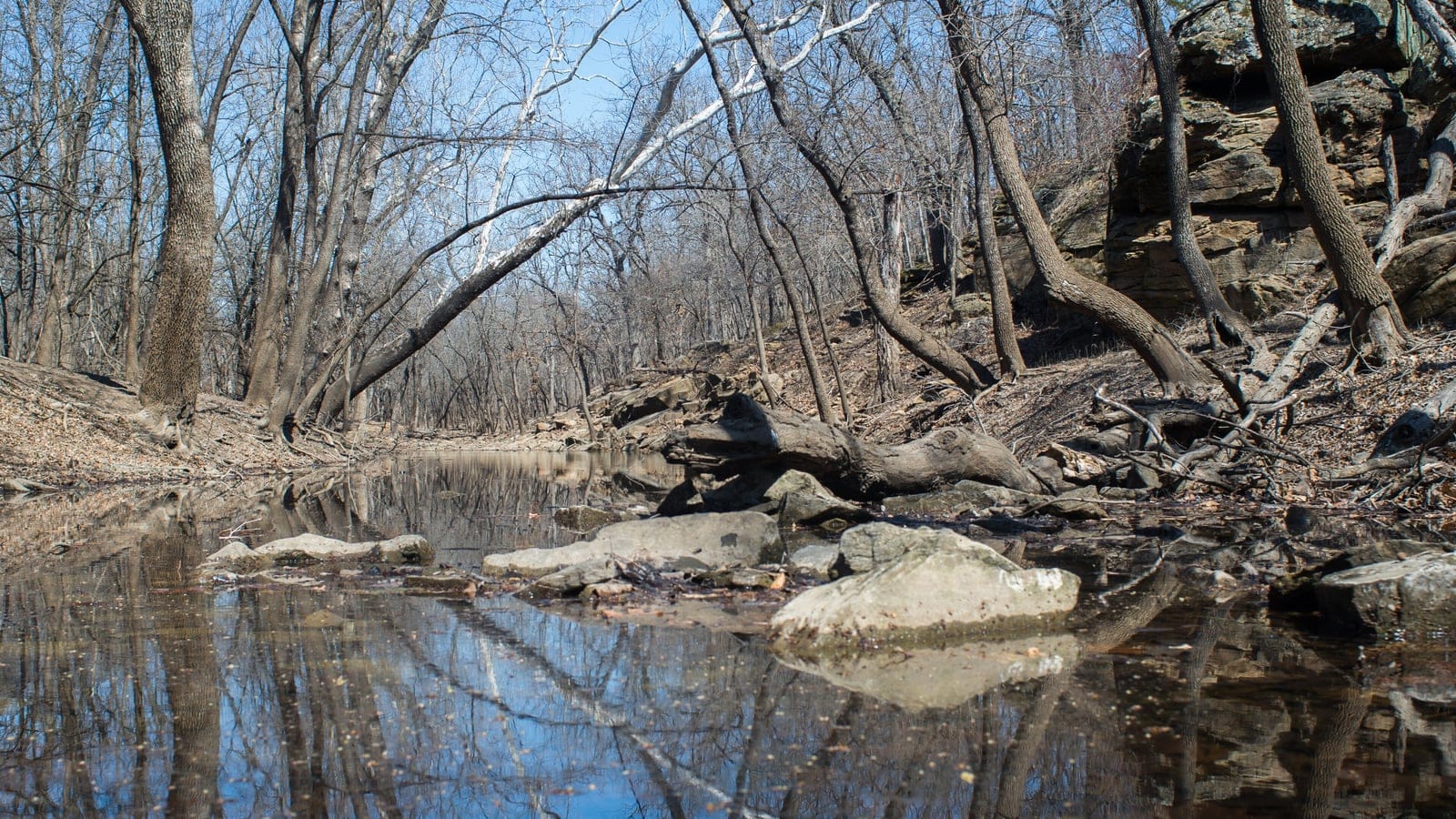 Leafless oaks and a fallen sycamore over a rock-ledged creek pool in Cross Timbers State Park, Kansas.