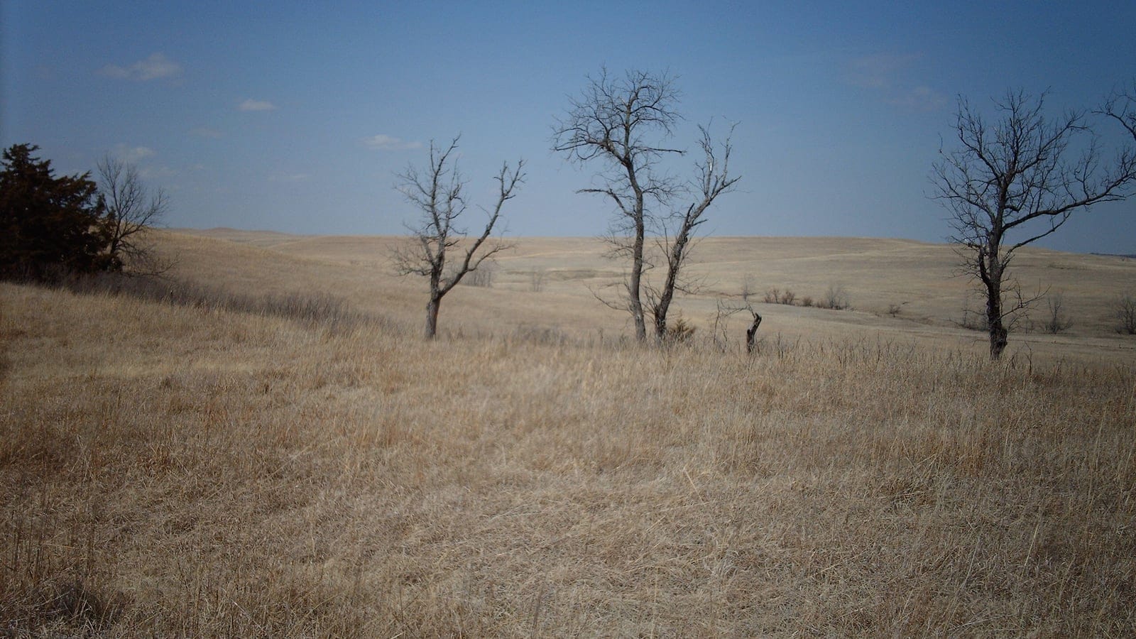 Dormant tallgrass over rolling hills with leafless trees at Tallgrass Prairie National Preserve, Kansas.