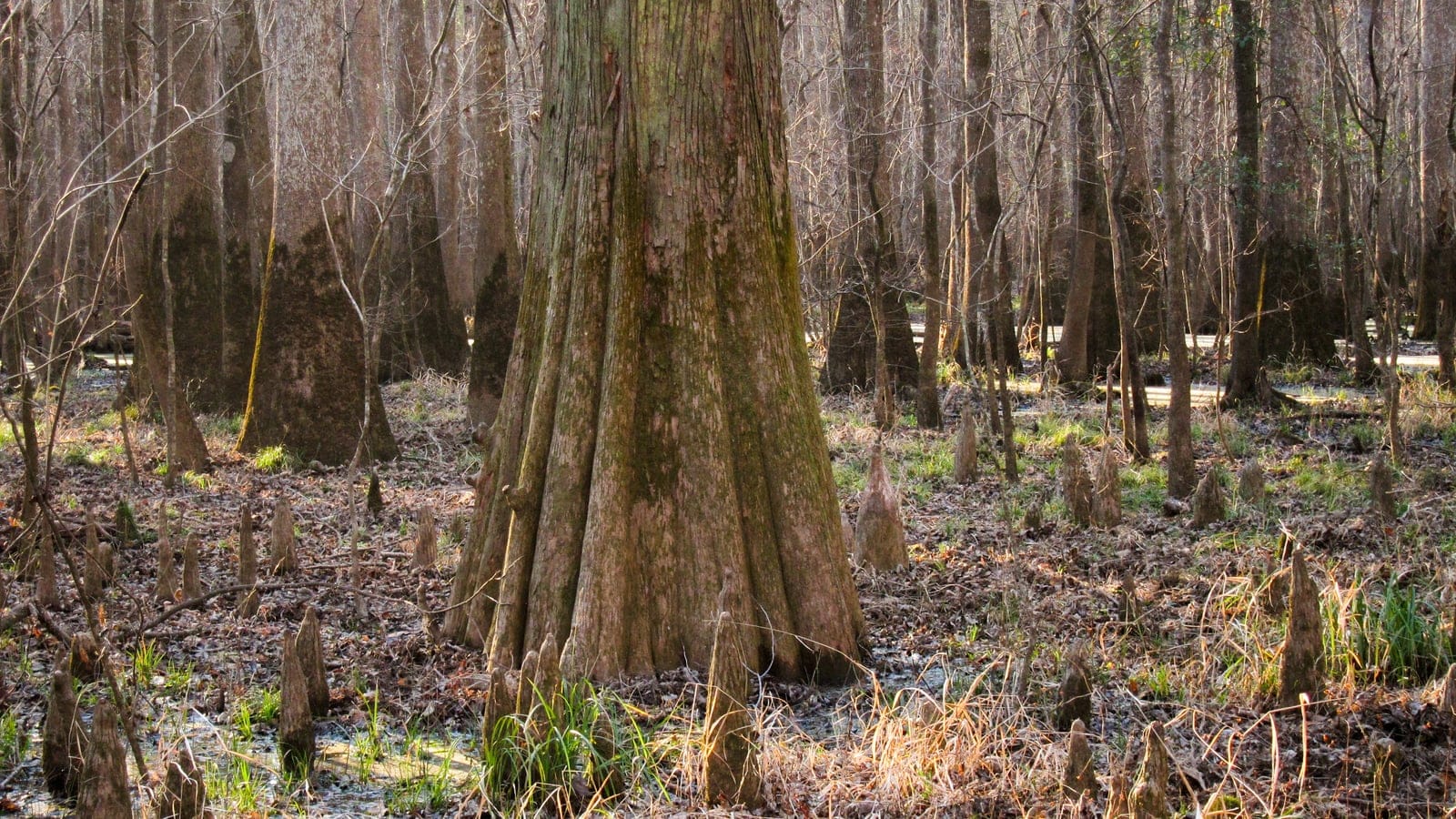 Bald cypress buttress and knees on the winter floodplain at Congaree National Park, South Carolina.