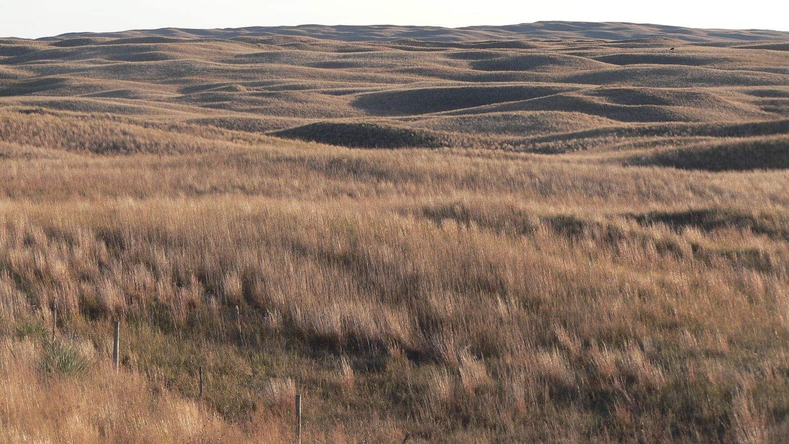Bunchgrass covering rolling sand dunes with a wire fence line in the foreground, Nebraska Sandhills.