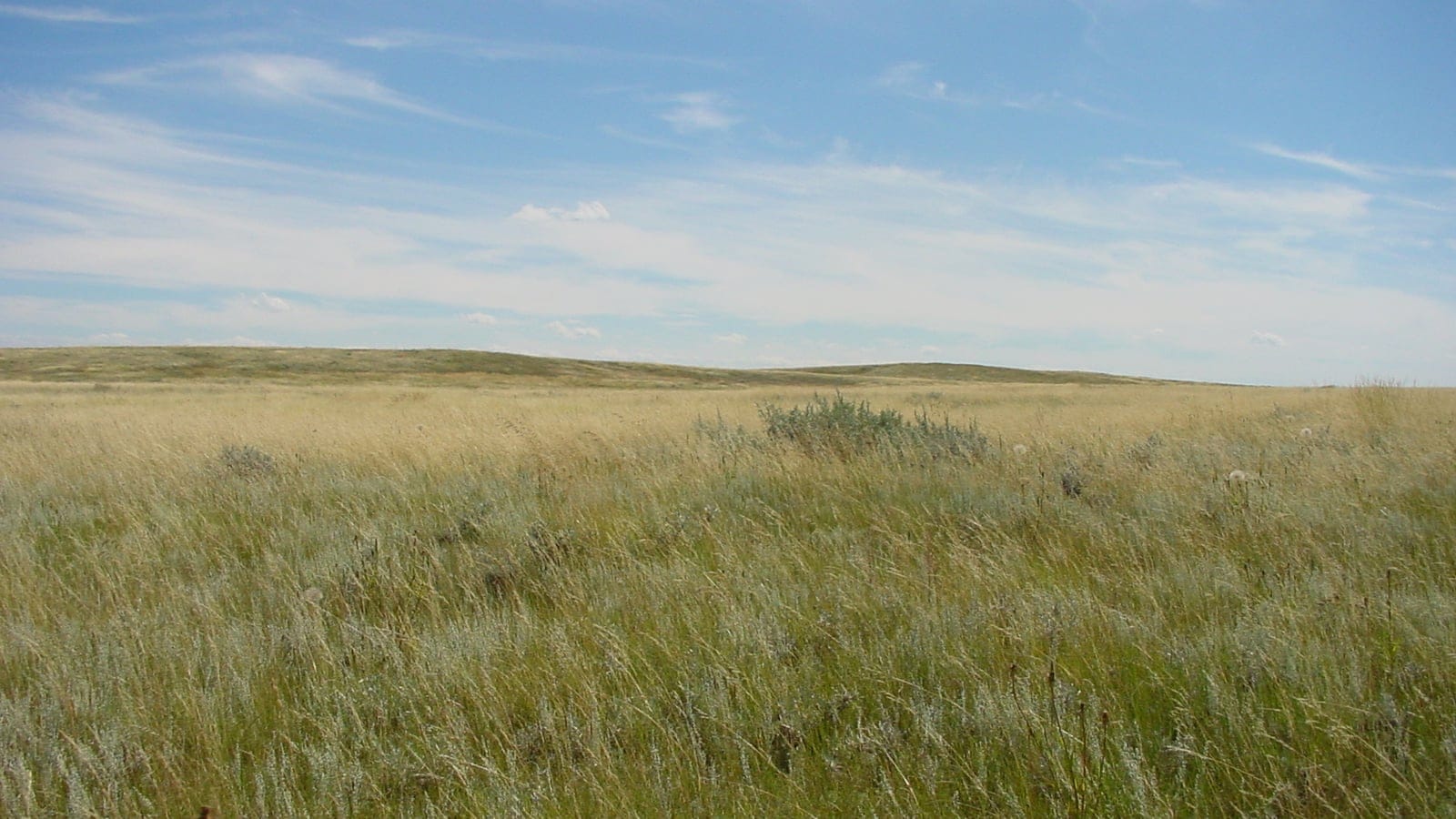 Wind-blown grass and silver sage on recovered prairie near Brooks, Alberta.