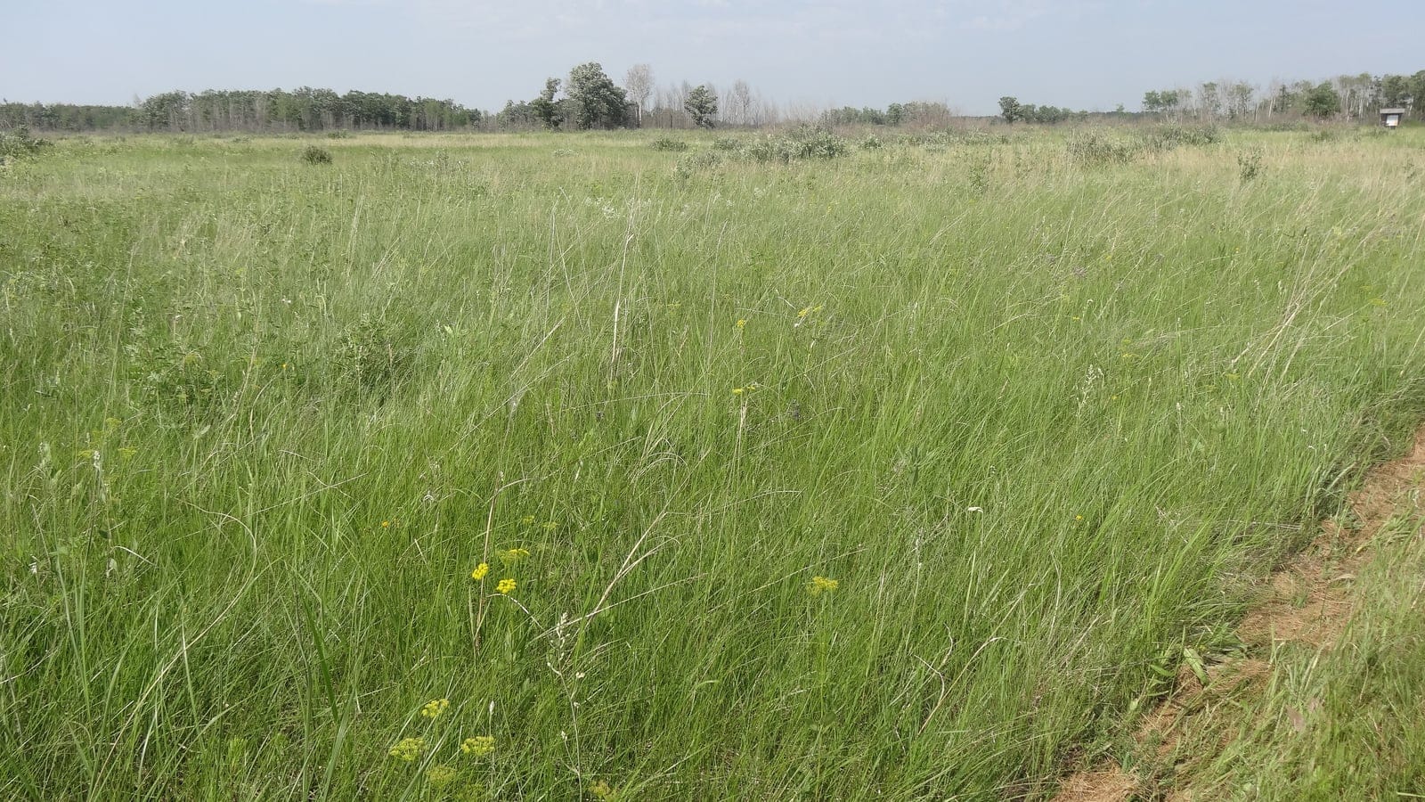 Tallgrass and yellow prairie flowers before an aspen treeline in the Manitoba Tall Grass Prairie Preserve.