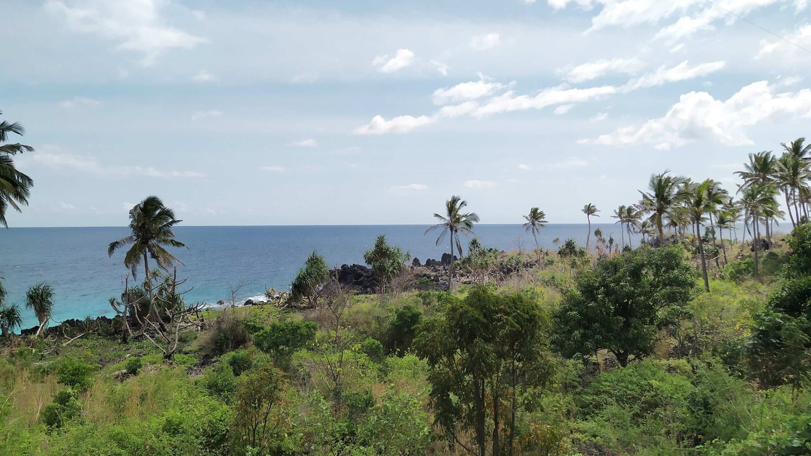Humid volcanic island forest and upland vegetation on Grande Comore.