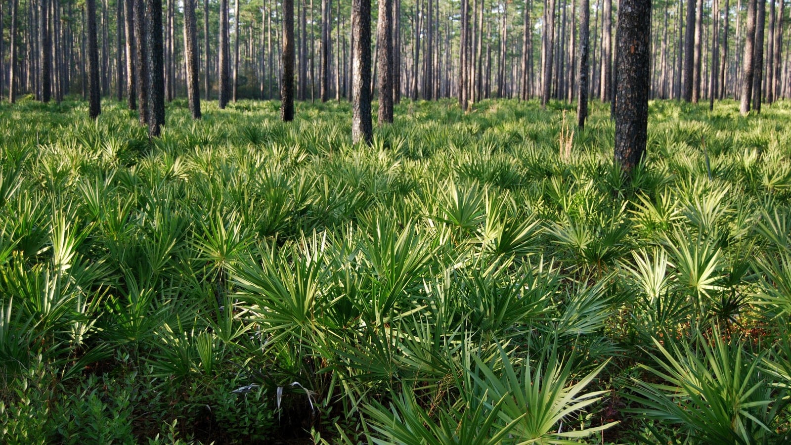 Longleaf pine savanna in Osceola National Forest, Florida.