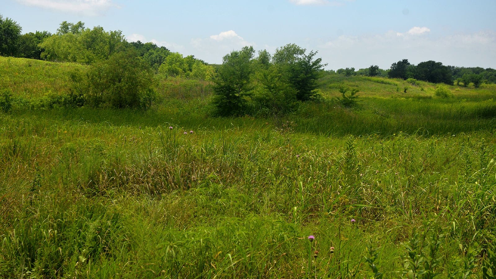 Tall prairie grasses and thistles with encroaching shrubs at Clymer Meadow, Texas.