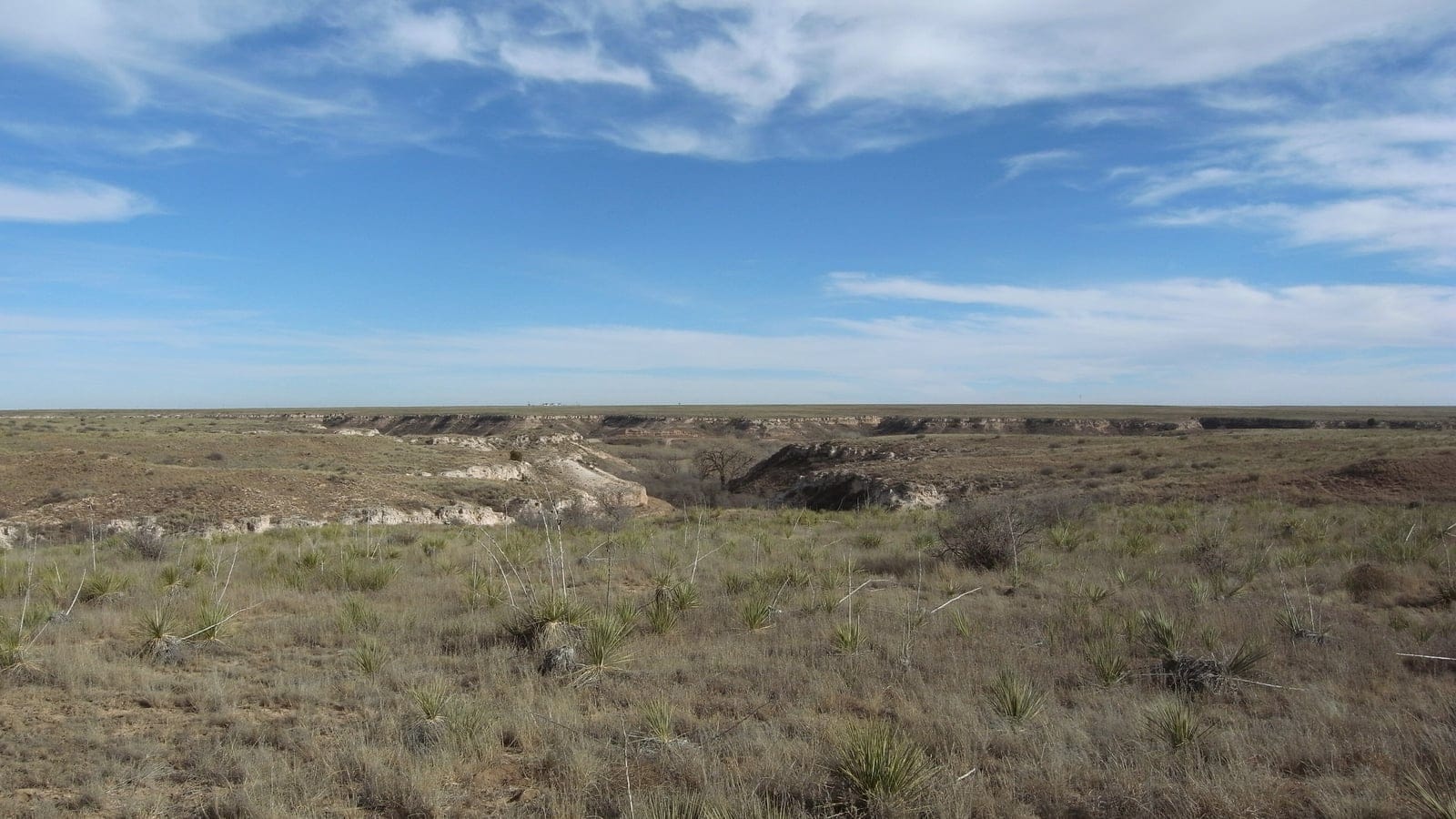 Shortgrass prairie studded with soapweed yucca above a caprock canyon rim, Buffalo Lake, Texas.