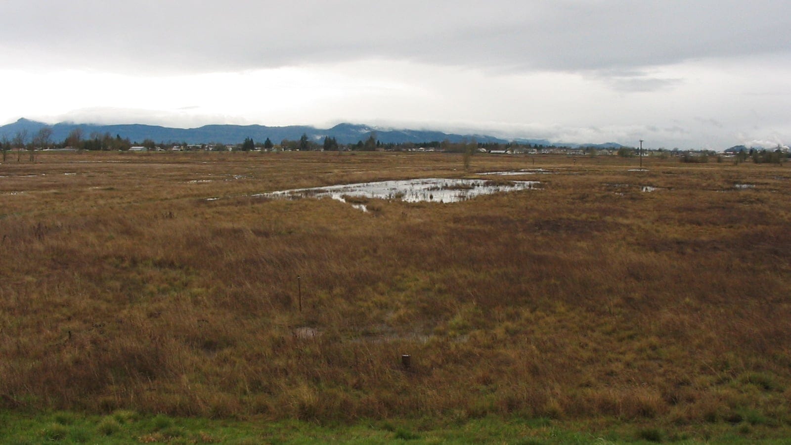 Winter wet-prairie grass and standing water with houses along the far edge, West Eugene, Oregon.