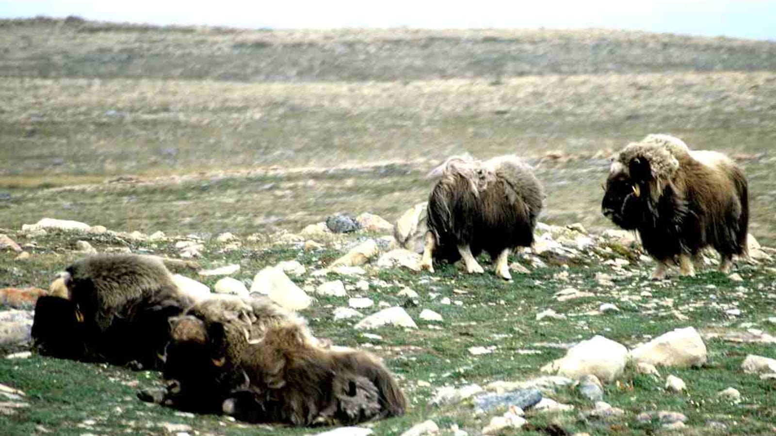 Muskoxen resting and grazing on stony tundra with thin green sedge turf, Victoria Island, Nunavut.