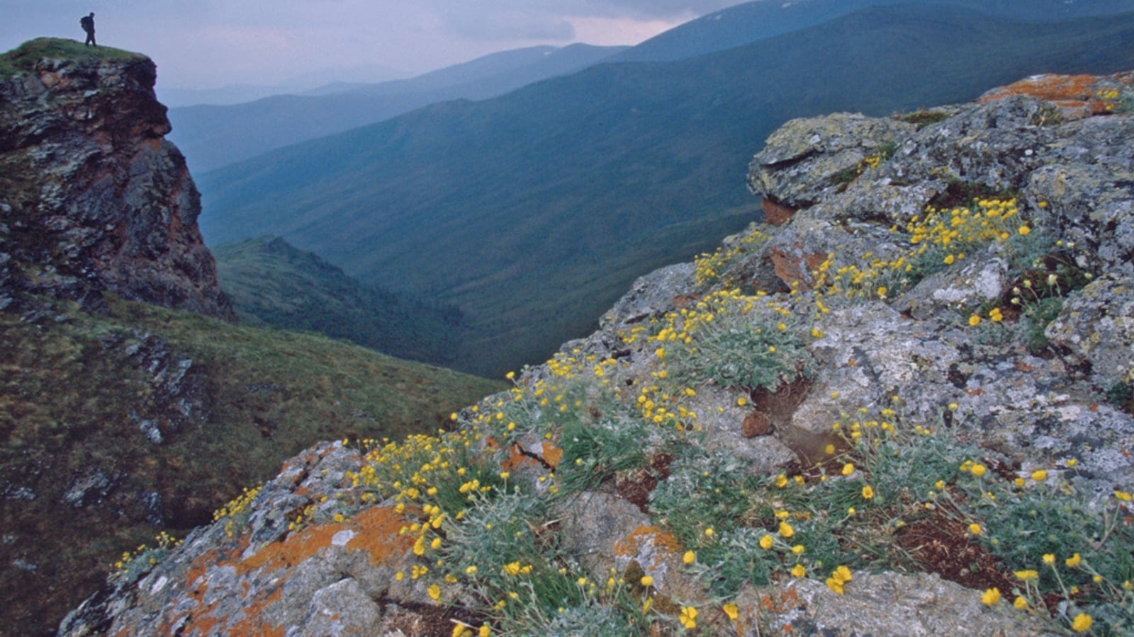 Yellow alpine poppies among lichen-crusted rocks on the tundra at Eagle Summit, Alaska.