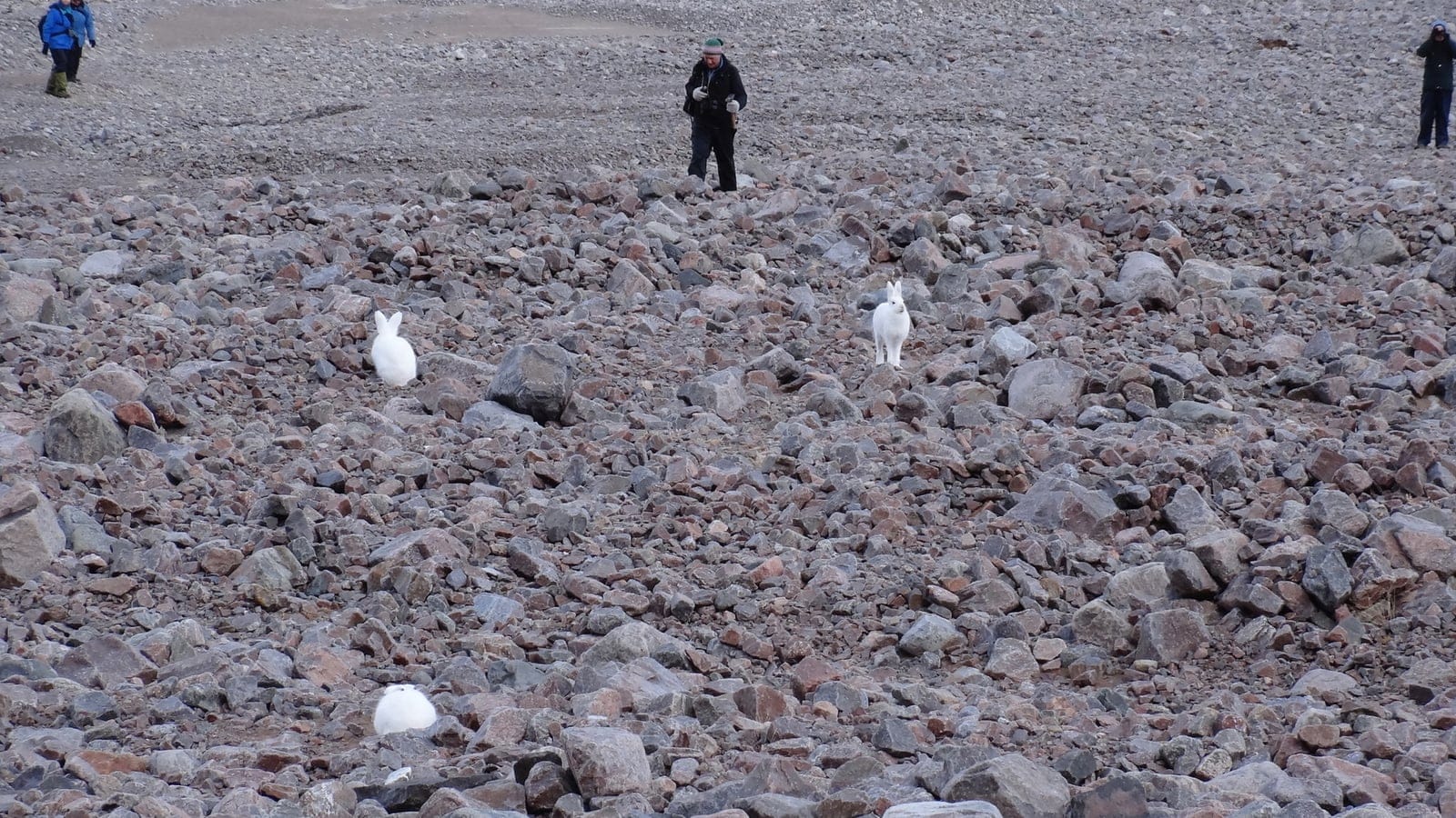 Arctic hares in white coats on a frost-shattered boulder field with observers behind, northwestern Greenland.
