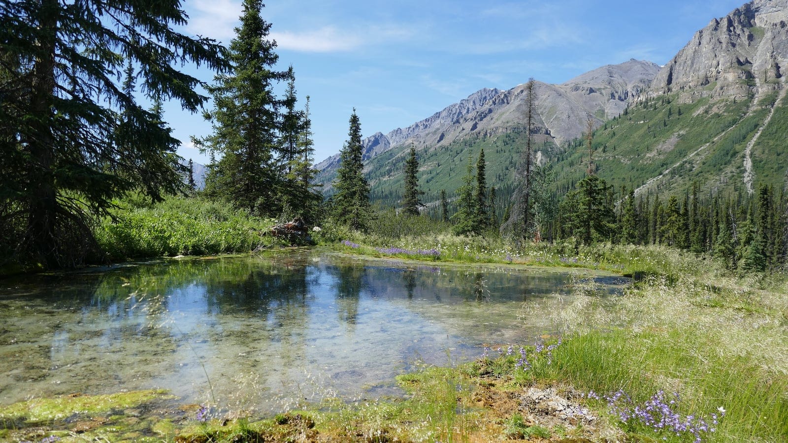 Spruce fringed pond with purple bellflowers below scree slopes and limestone ridges, Naats'ihch'oh, Northwest Territories.