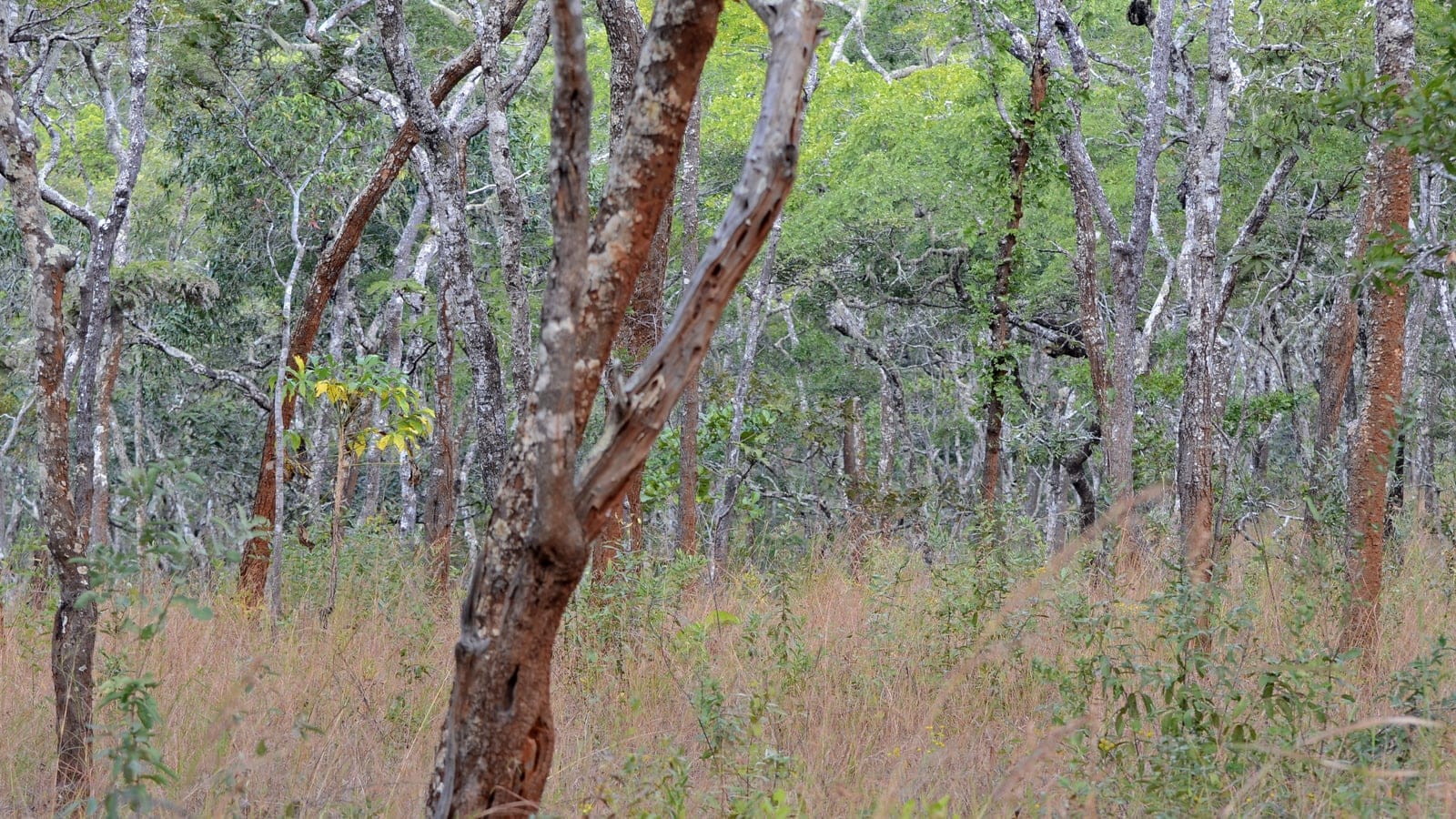 Forêt claire de miombo dans le centre du Malawi : arbres épars à large couronne de type Brachystegia au-dessus d'un sous-bois herbeux sous un ciel voilé de saison sèche.