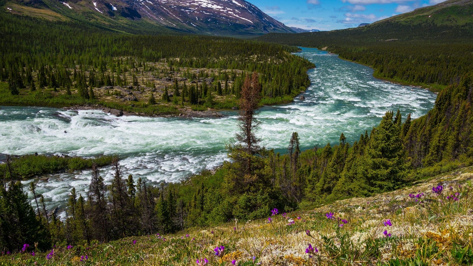 Rápidos del río Korok entre rodales de píceas y brezal de tundra en flor, Quebec.