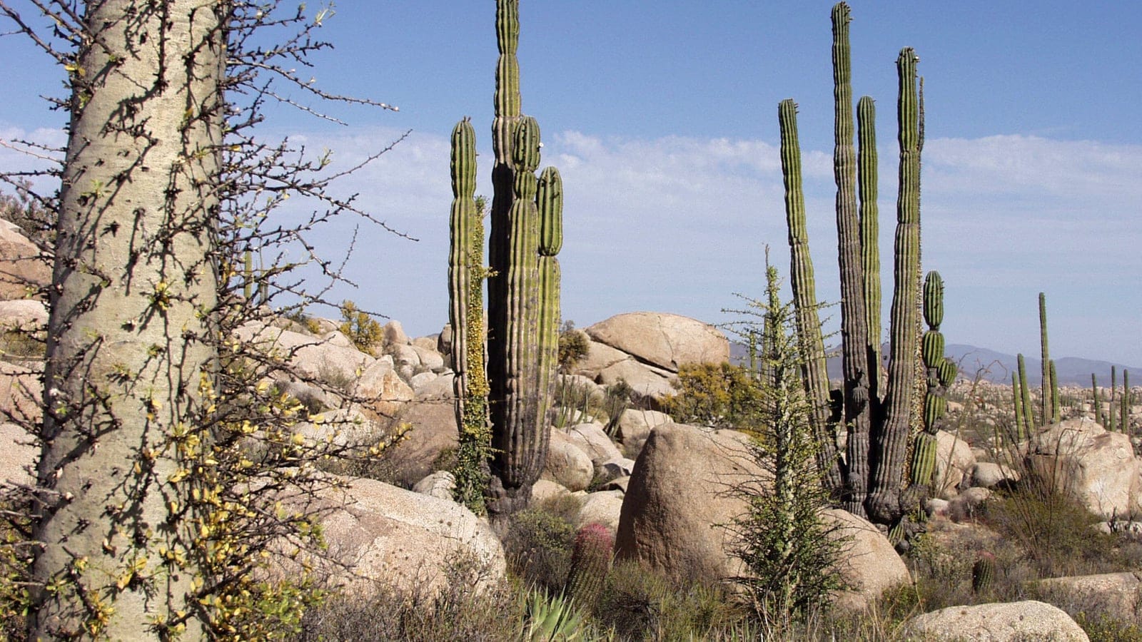 Baja California desert scrub with columnar cacti and granite boulders.