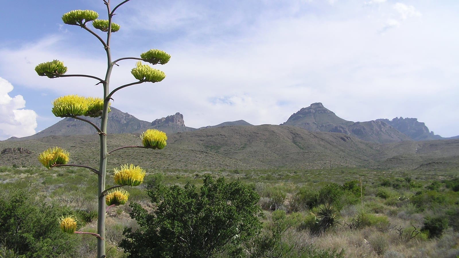 Chihuahuan Desert shrubland and rocky mountain backdrop in Big Bend National Park.