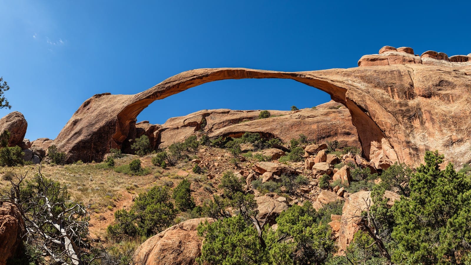 Utah juniper and bunchgrass on slickrock below the span of Landscape Arch, Arches National Park, Utah.