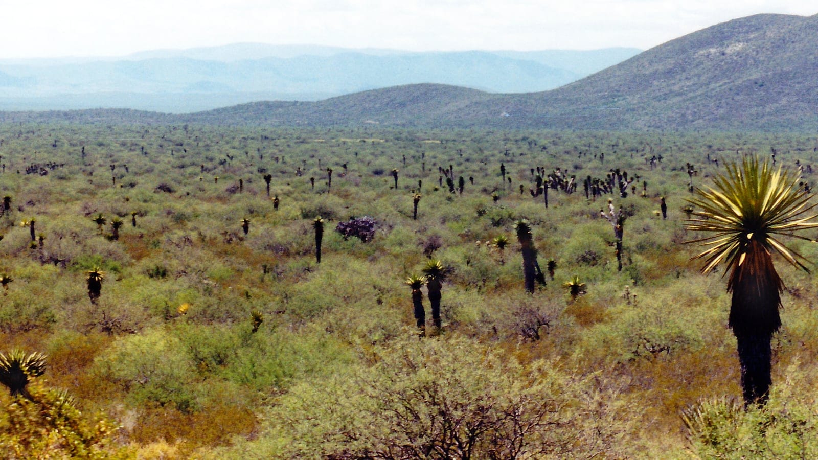 Yuccas scattered through grey-green scrub on the Mexican Meseta Central.