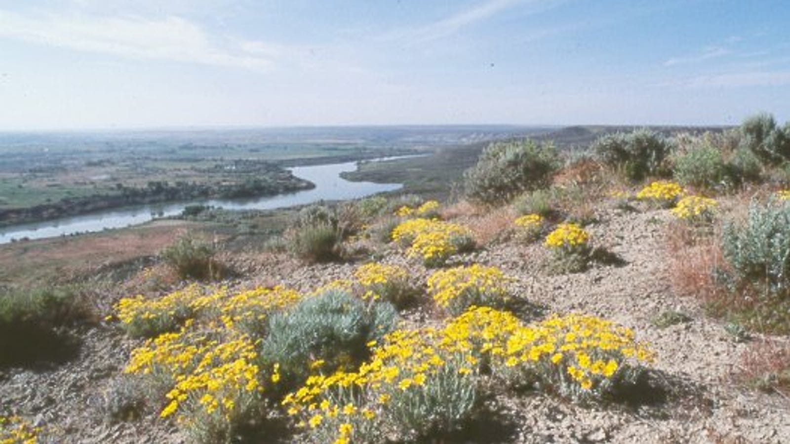 Sagebrush and yellow-flowered mats on a gravelly bluff above the Snake River, Hagerman, Idaho.