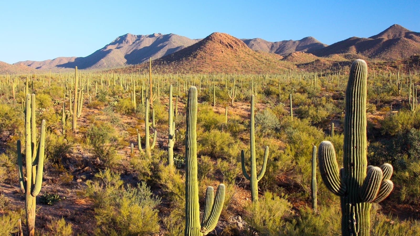 Saguaro cacti (Carnegiea gigantea) over creosote and brittlebush in Saguaro National Park, Arizona.