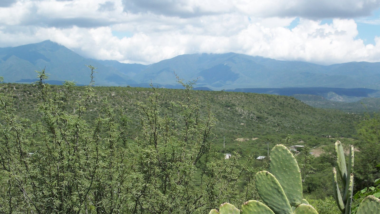 Thorn scrub with prickly pear and agave below the Sierra Madre Oriental at Jaumave, Tamaulipas.