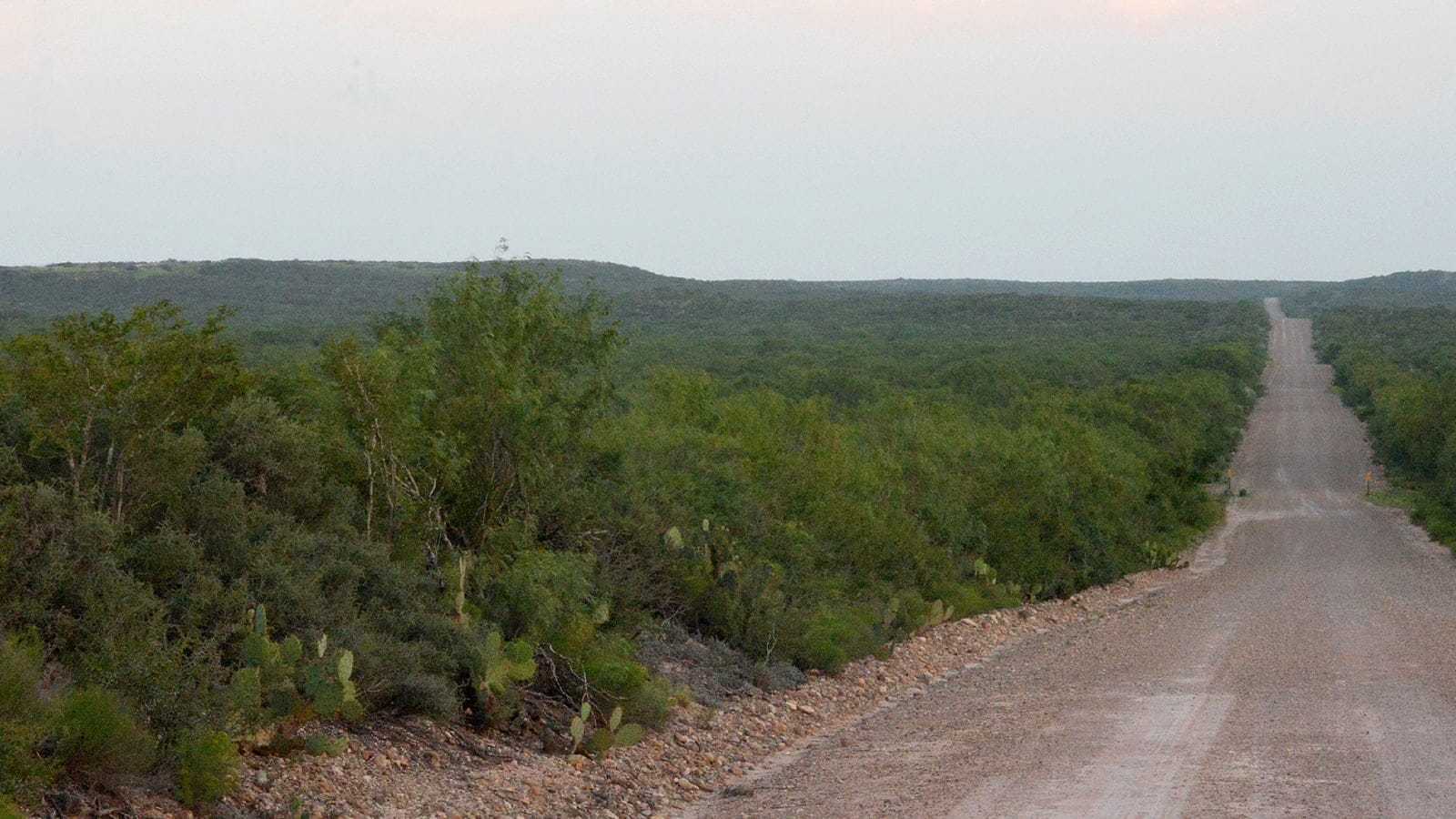 Prickly pear and dense thornscrub beside a gravel road in Webb County, South Texas.