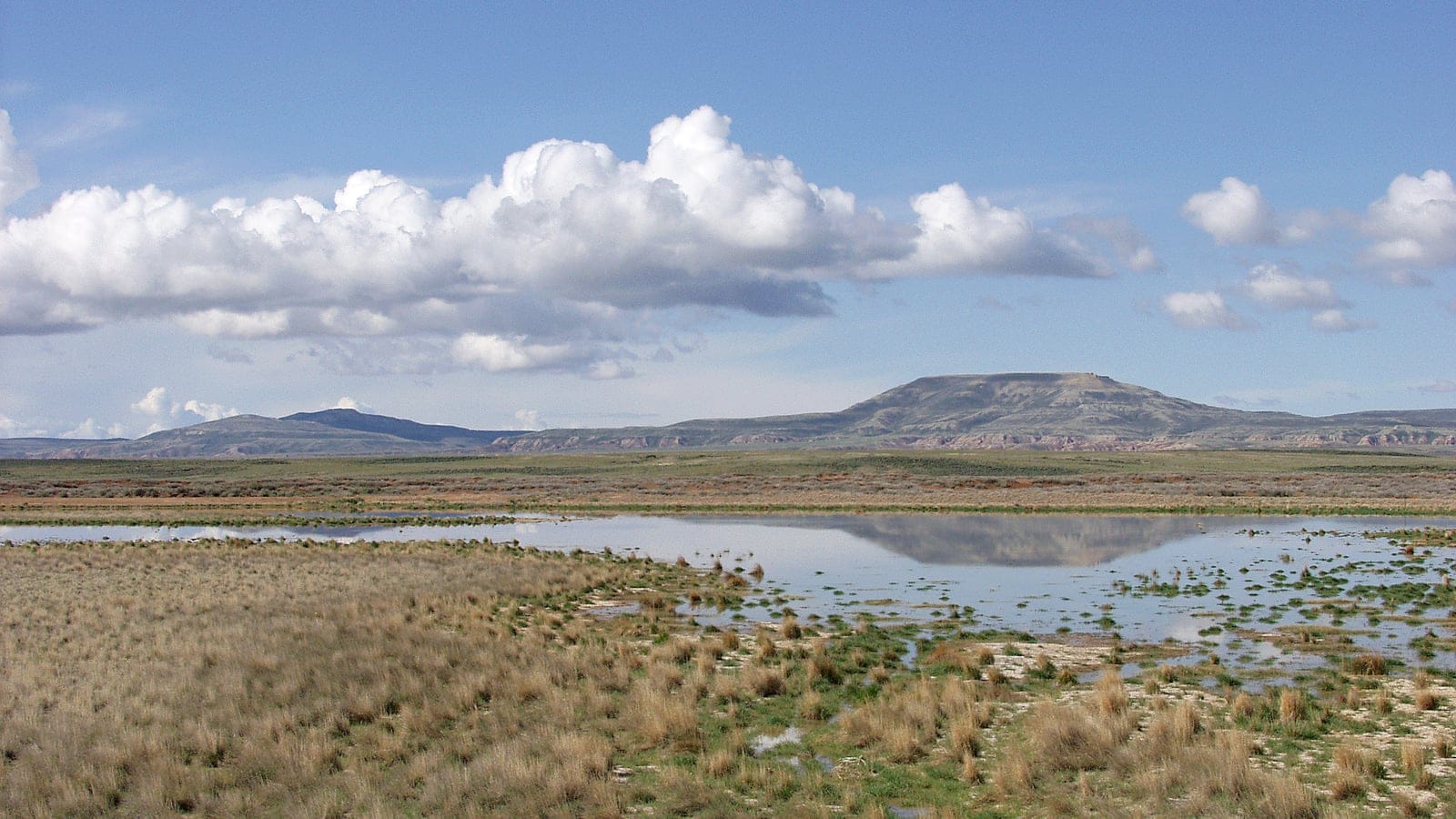 Ephemeral pool among bunchgrass and low shrub flats below a flat-topped butte, Red Desert, Wyoming.