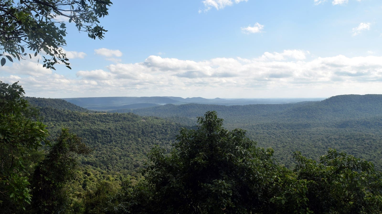Atlantic forest canopy in Misiones Province, Argentina.