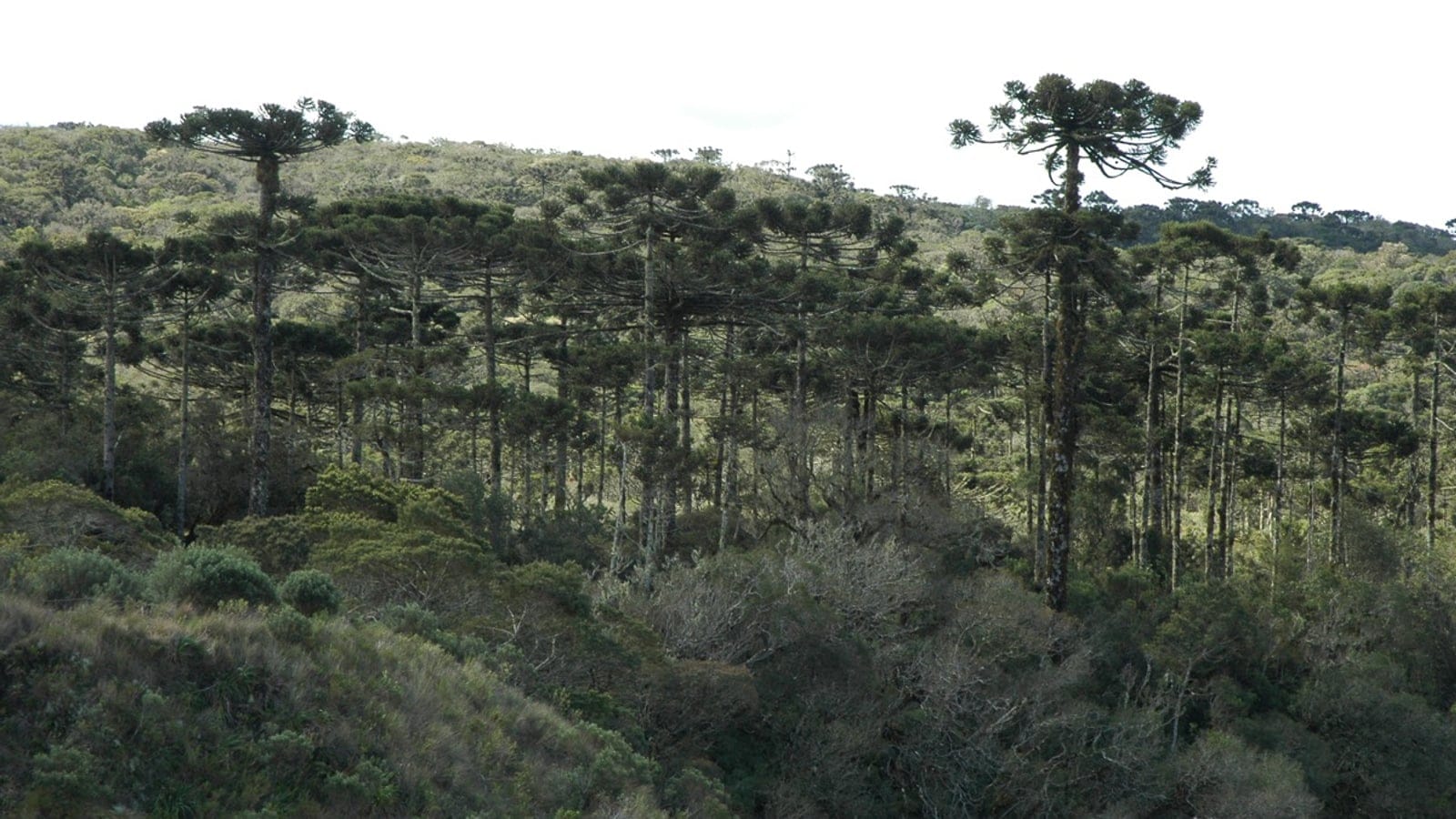 Araucaria forest in Aparados da Serra National Park, Brazil.