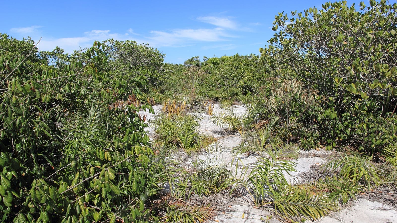 Sandy restinga vegetation in Restinga de Jurubatiba National Park, Brazil.
