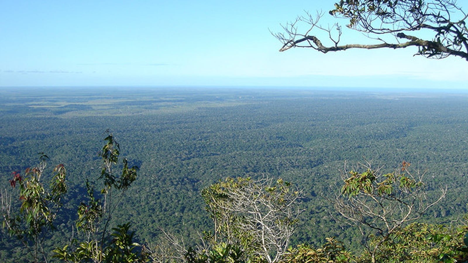 Coastal Atlantic forest canopy near Monte Pascoal in Bahia, Brazil.
