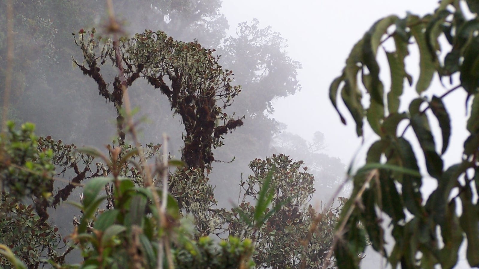 Misty cloud forest vegetation in the Bolivian Yungas.