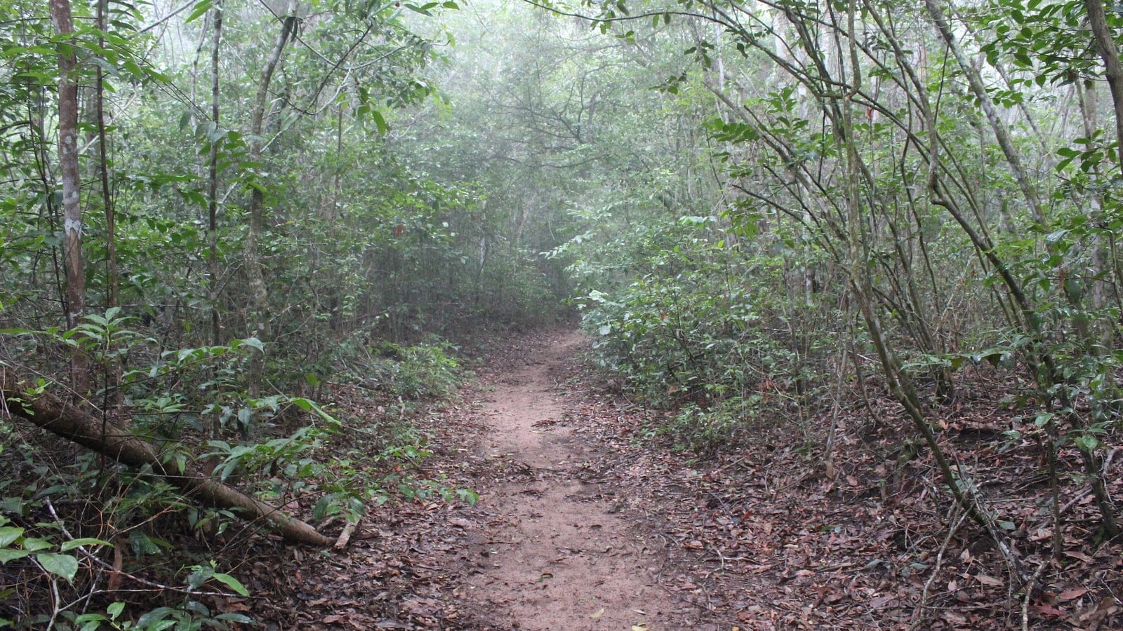 Misty forest trail in the Chapada do Araripe protected area in Ceara, Brazil.