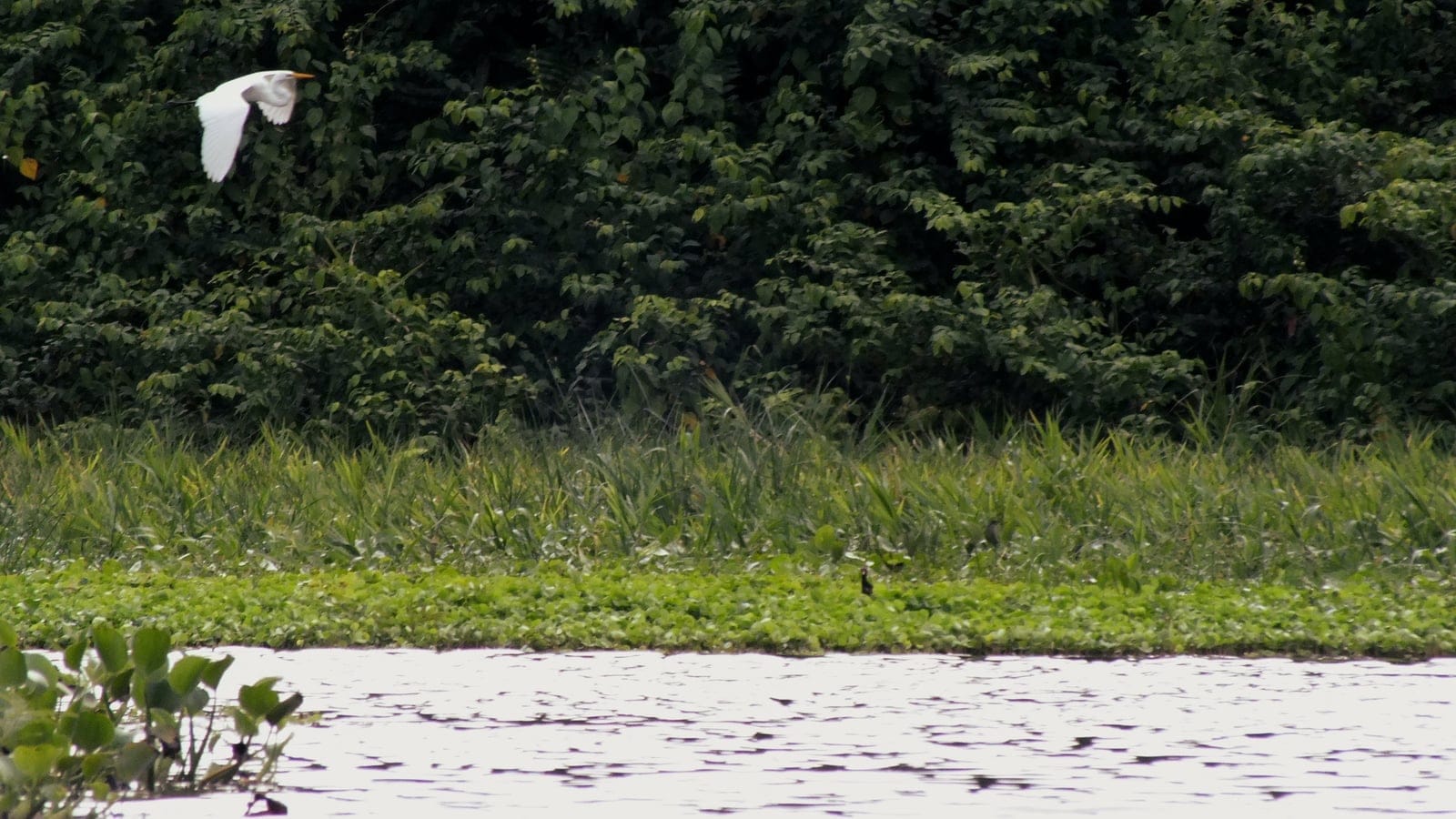 Great egret over water hyacinth below dense riverine forest in Cienagas del Catatumbo, Venezuela.